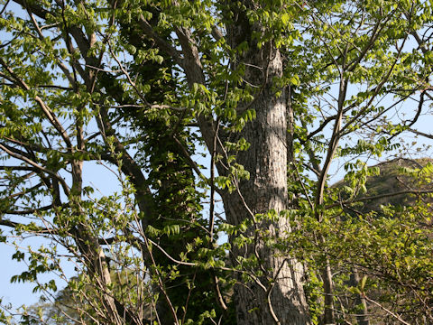 Pterocarya rhoifolia