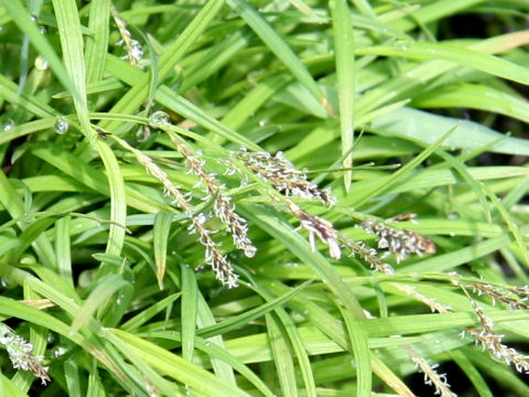 Carex mira