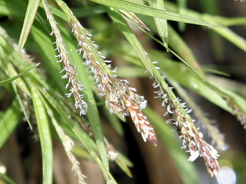 Carex mira