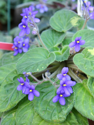 Saintpaulia grandifolia