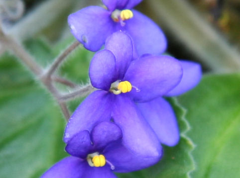 Saintpaulia grandifolia