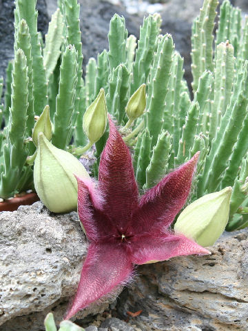 Stapelia hirsuta