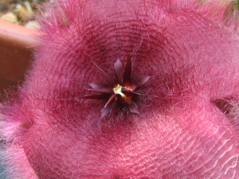 Stapelia hirsuta