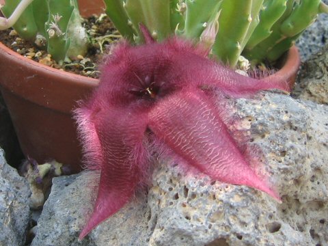 Stapelia hirsuta