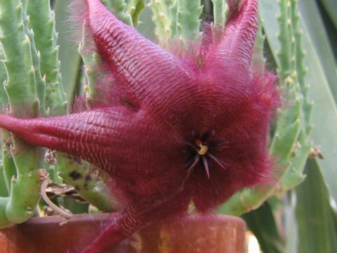 Stapelia hirsuta