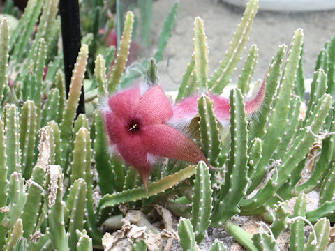 Stapelia hirsuta