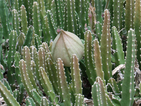 Stapelia hirsuta