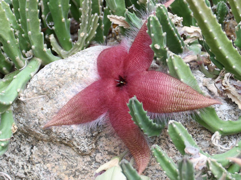 Stapelia hirsuta