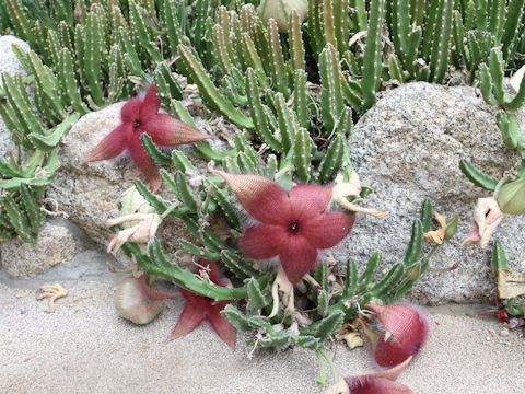 Stapelia hirsuta