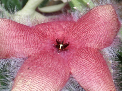 Stapelia hirsuta