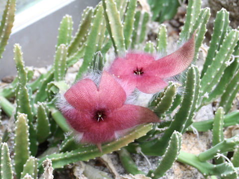 Stapelia hirsuta