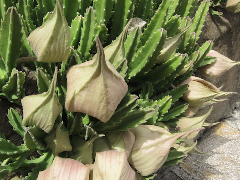 Stapelia hirsuta