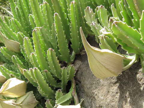 Stapelia hirsuta