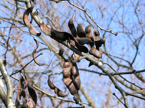 Gleditsia japonica