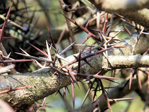 Gleditsia japonica