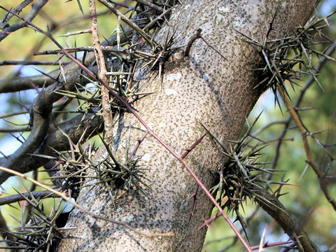 Gleditsia japonica