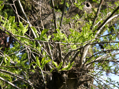 Gleditsia japonica