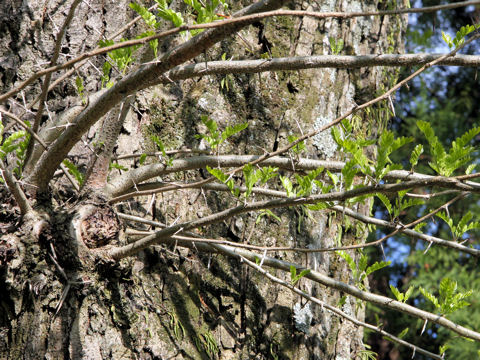 Gleditsia japonica