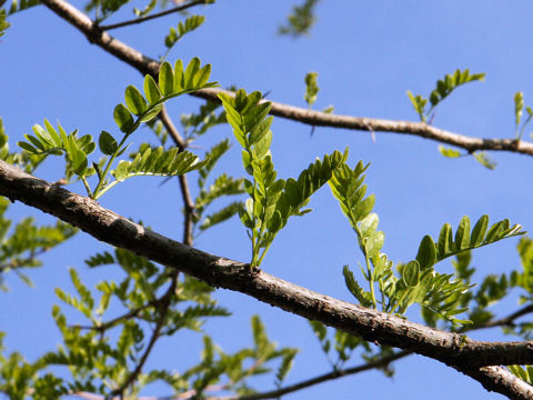 Gleditsia japonica