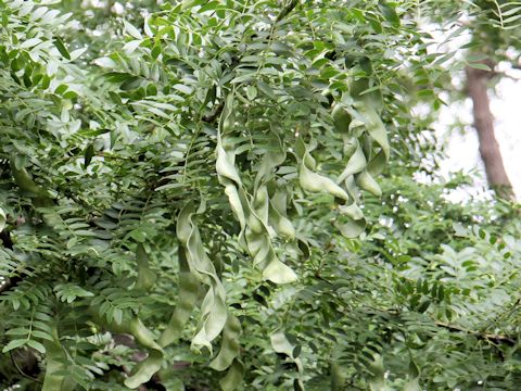 Gleditsia japonica