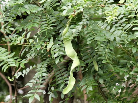 Gleditsia japonica