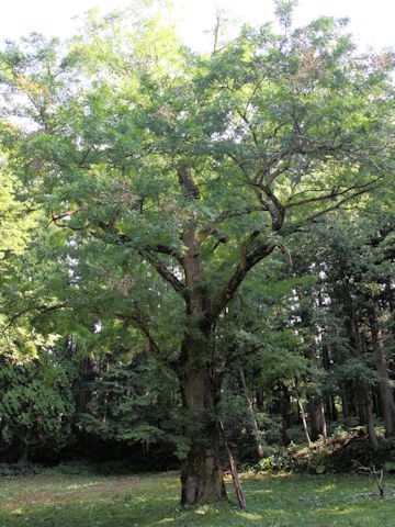 Gleditsia japonica