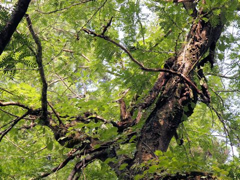 Gleditsia japonica