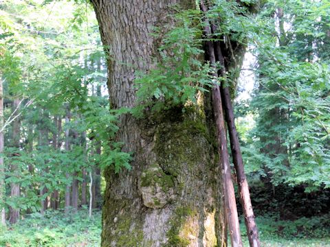 Gleditsia japonica