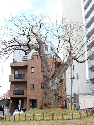 Gleditsia japonica