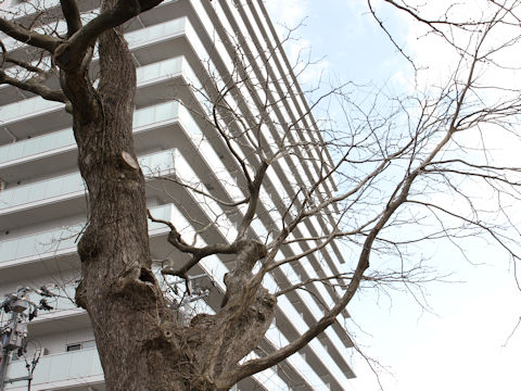 Gleditsia japonica