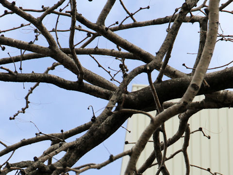 Gleditsia japonica