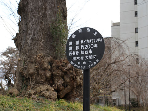 Gleditsia japonica