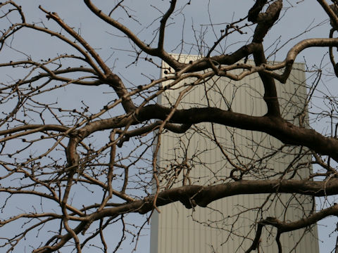 Gleditsia japonica