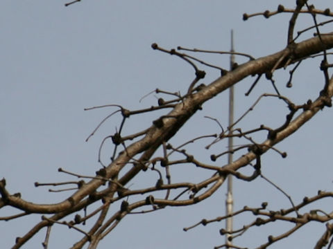 Gleditsia japonica