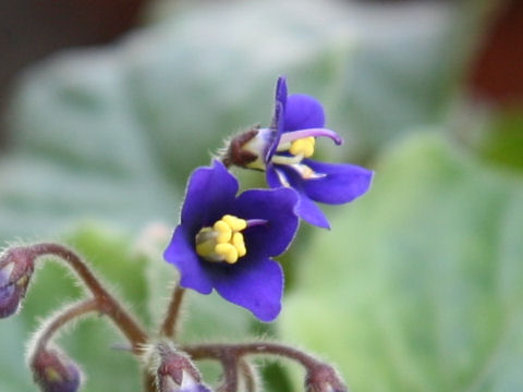 Saintpaulia orbicularis var. purpurea