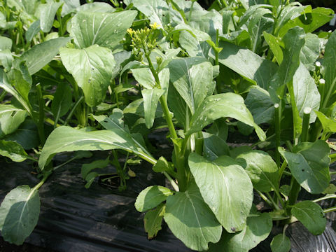 Brassica rapa var. utilis