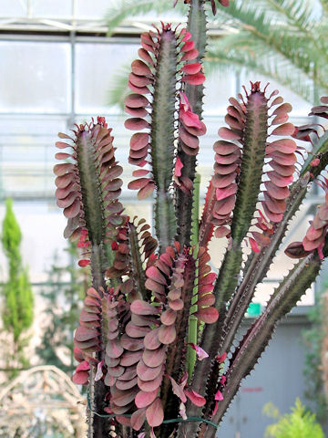 Euphorbia trigona