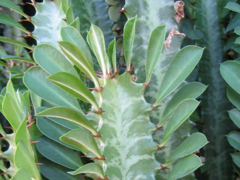 Euphorbia trigona