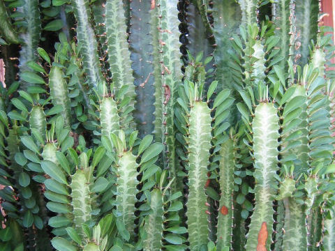 Euphorbia trigona