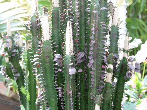 Euphorbia trigona