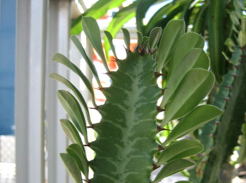 Euphorbia trigona