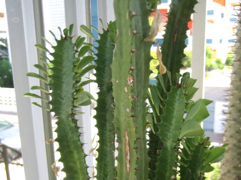 Euphorbia trigona