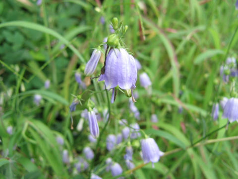 Adenophora triphylla var. triphylla