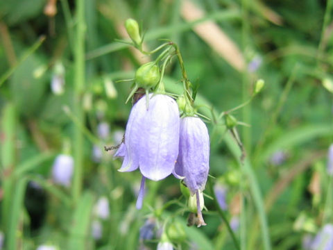 Adenophora triphylla var. triphylla