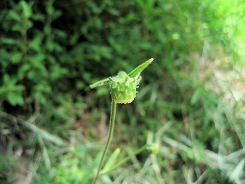Carpesium glossophyllum