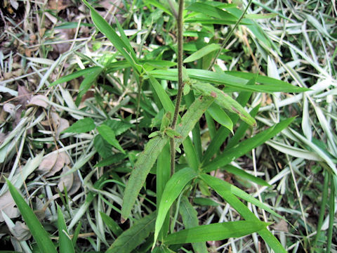 Carpesium glossophyllum