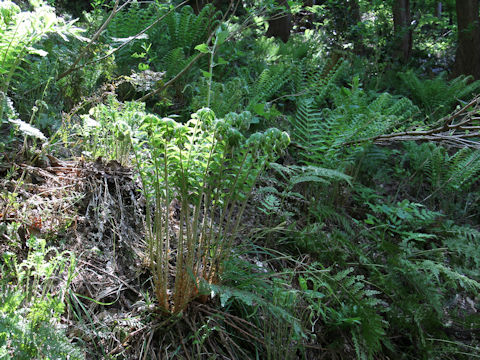 Polystichum retroso-paleaceum