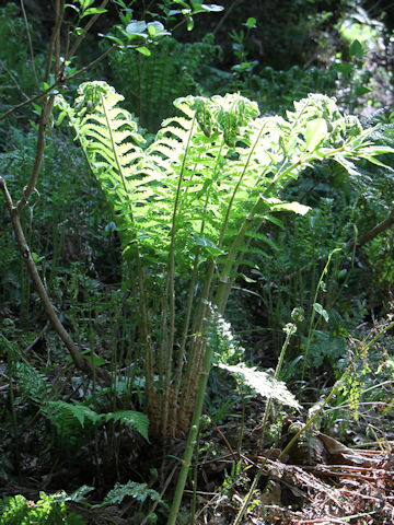 Polystichum retroso-paleaceum