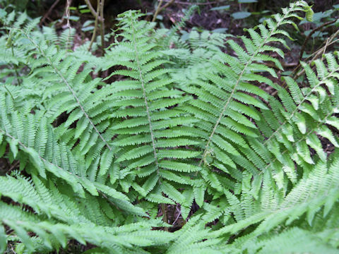 Polystichum retroso-paleaceum