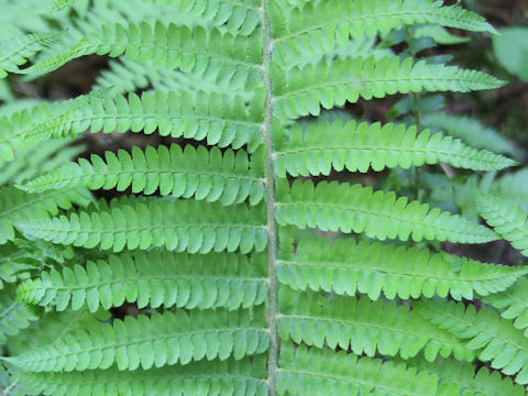 Polystichum retroso-paleaceum